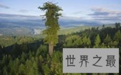 【图】世界上最高的树 有156米高的树