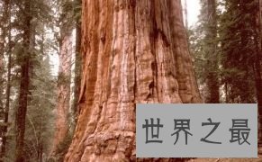 “洛克菲勒” 112.60米