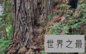 ”猎户座“ 112.63米