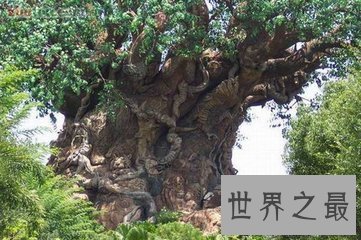 【图】参天大树的构成可不是久而久之的事 世界上最高