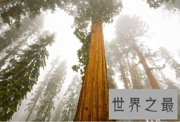 【图】参天大树的构成可不是久而久之的事 世界上最高