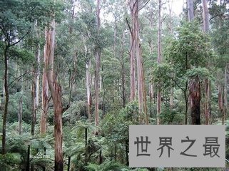 【图】参天大树的构成可不是久而久之的事 世界上最高