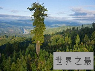 【图】参天大树的构成可不是久而久之的事 世界上最高
