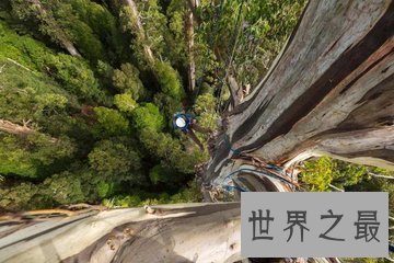 【图】参天大树的构成可不是久而久之的事 世界上最高