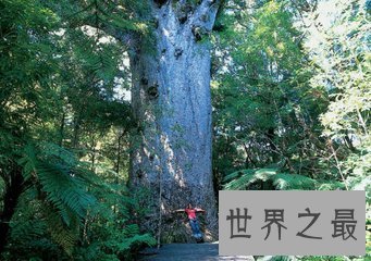 【图】参天大树的构成可不是久而久之的事 世界上最高
