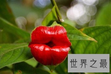 【图】世界上最性感的花名叫嘴唇花 它的状态与人们的