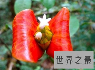 【图】世界上最性感的花名叫嘴唇花 它的状态与人们的