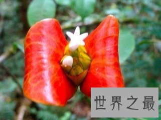 【图】世界上最性感的花名叫嘴唇花 它的状态与人们的