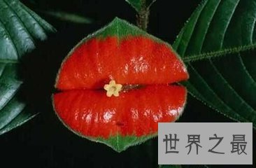 【图】世界上最性感的花名叫嘴唇花 它的状态与人们的