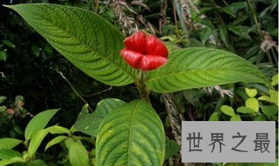 【图】世界上最性感的花名叫嘴唇花 它的状态与人们的