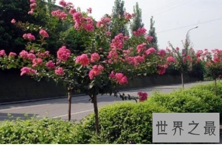 紫薇树为什么敏感怕痒?