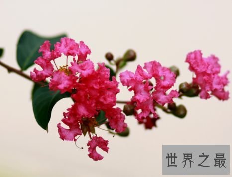 世界上最敏感的树 紫薇树怕痒碰一下就会颤抖不已