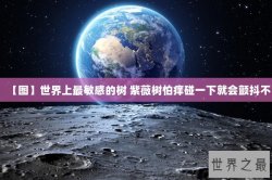 【图】世界上最敏感的树 紫薇树怕痒碰一下就会颤抖不