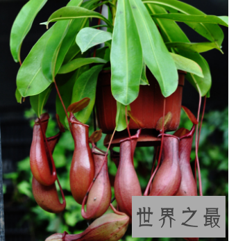 【图】坏女人花 不要随便惹怒它 否则小心本人会得到一