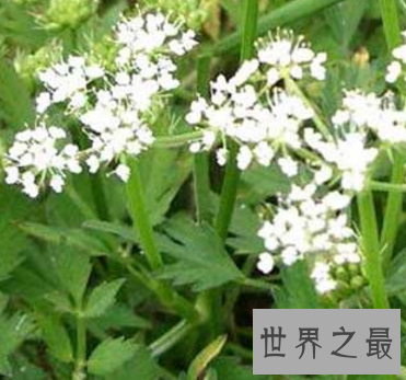 【图】坏女人花 不要随便惹怒它 否则小心本人会得到一