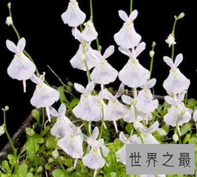 【图】坏女人花 不要随便惹怒它 否则小心本人会得到一