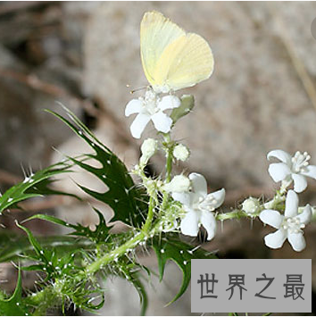 【图】坏女人花 不要随便惹怒它 否则小心本人会得到一