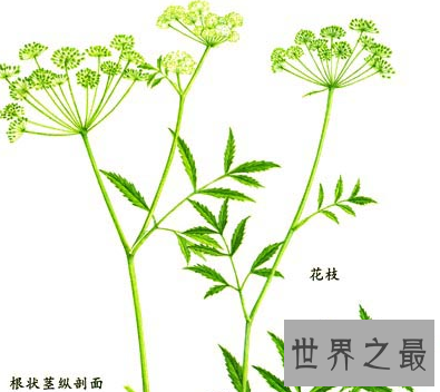 【图】坏女人花 不要随便惹怒它 否则小心本人会得到一