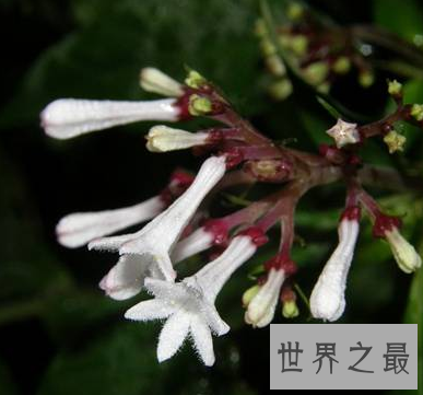 【图】坏女人花 不要随便惹怒它 否则小心本人会得到一