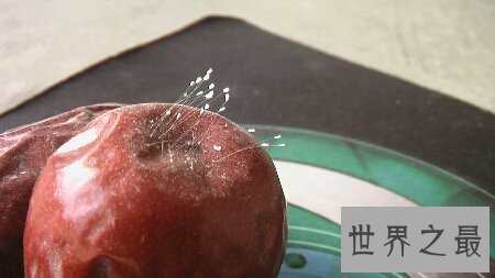 【图】优昙波罗花长的真好看啊 百年一遇的