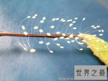 【图】优昙波罗花长的真好看啊 百年一遇的