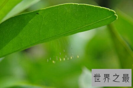 【图】优昙波罗花长的真好看啊 百年一遇的