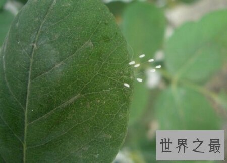 【图】优昙波罗花长的真好看啊 百年一遇的