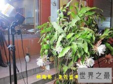 【图】优昙波罗花长的真好看啊 百年一遇的