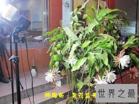 【图】优昙波罗花长的真好看啊 百年一遇的