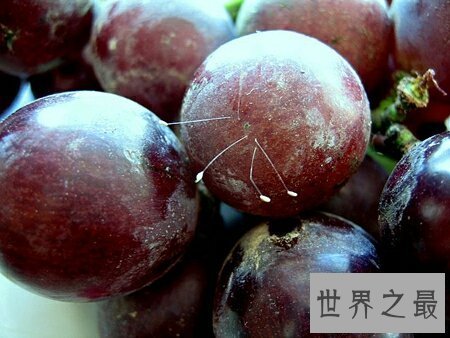 【图】优昙波罗花长的真好看啊 百年一遇的