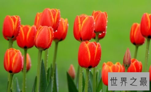 【图】世界上最贵的花 最美“昙花”无价