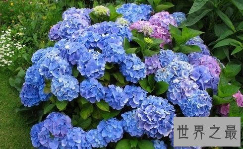 【图】世界上最贵的花 最美“昙花”无价