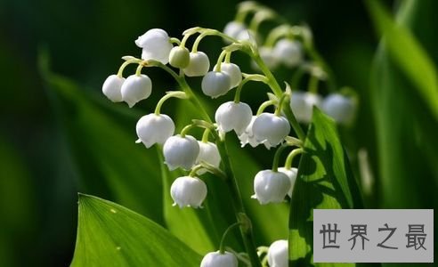 【图】世界上最贵的花 最美“昙花”无价