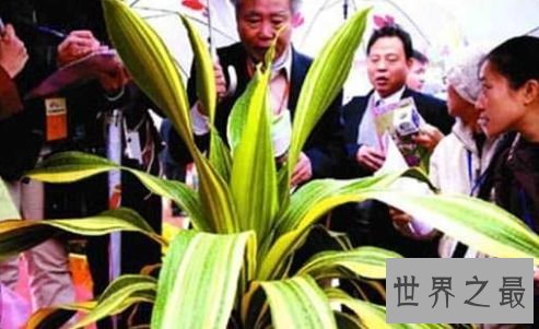 【图】世界上最贵的花 最美“昙花”无价