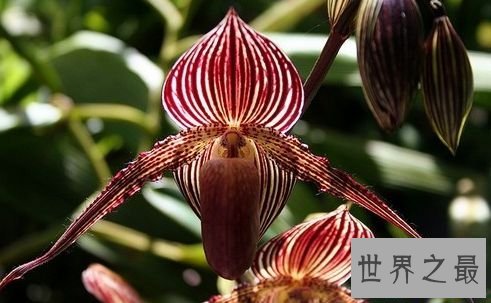 【图】世界上最贵的花 最美“昙花”无价