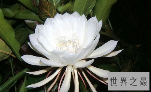 【图】世界上最贵的花 最美“昙花”无价