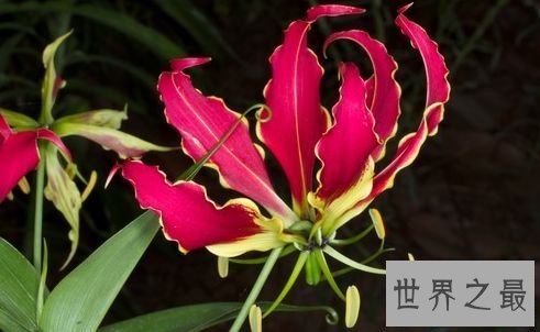 【图】世界上最贵的花 最美“昙花”无价