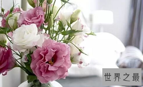 【图】世界上最贵的花 最美“昙花”无价