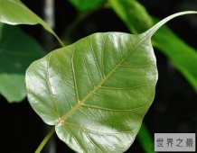 【图】关于菩提树的益处 最好的用途