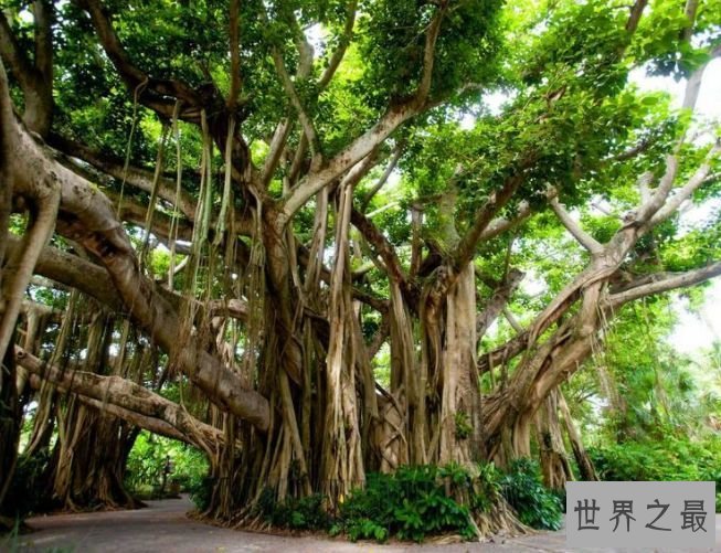 【图】关于菩提树的好处 最好的用途