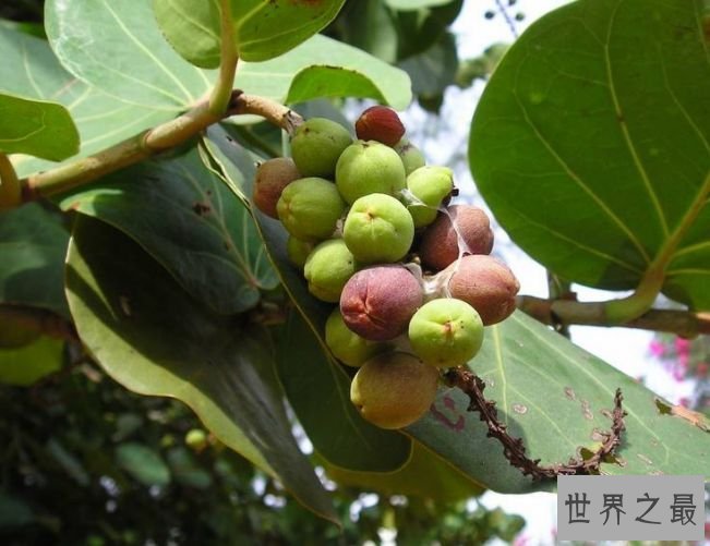 【图】关于菩提树的好处 最好的用途