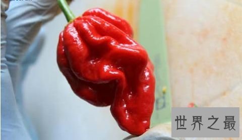 七锅煮之红巨椒