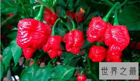 特立尼达莫鲁加蝎