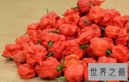 【图】世界最辣的辣椒卡罗莱纳在英国各大连锁超市特