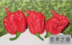 【图】世界最辣的辣椒卡罗莱纳在英国各大连锁超市特
