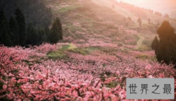 【图】世界上最痴情的花 三生三世也不够