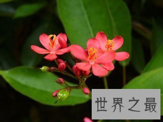 【图】花的种类有很多 不同的花花期也不相反 花期最长