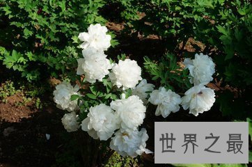 【图】花的种类有很多 不同的花花期也不相反 花期最长