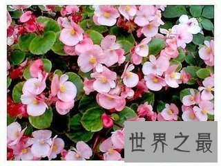 【图】花的种类有很多 不同的花花期也不相反 花期最长
