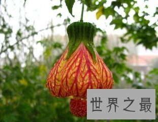 【图】花的种类有很多 不同的花花期也不相反 花期最长